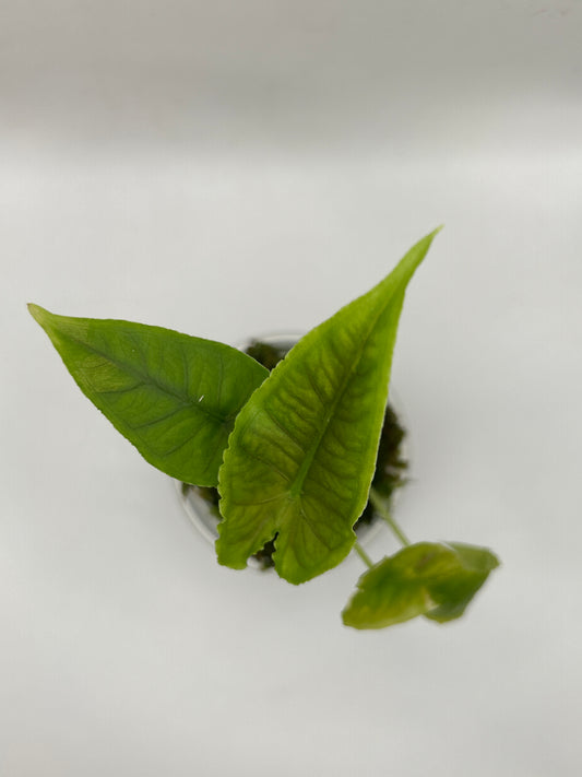Alocasia Olanii