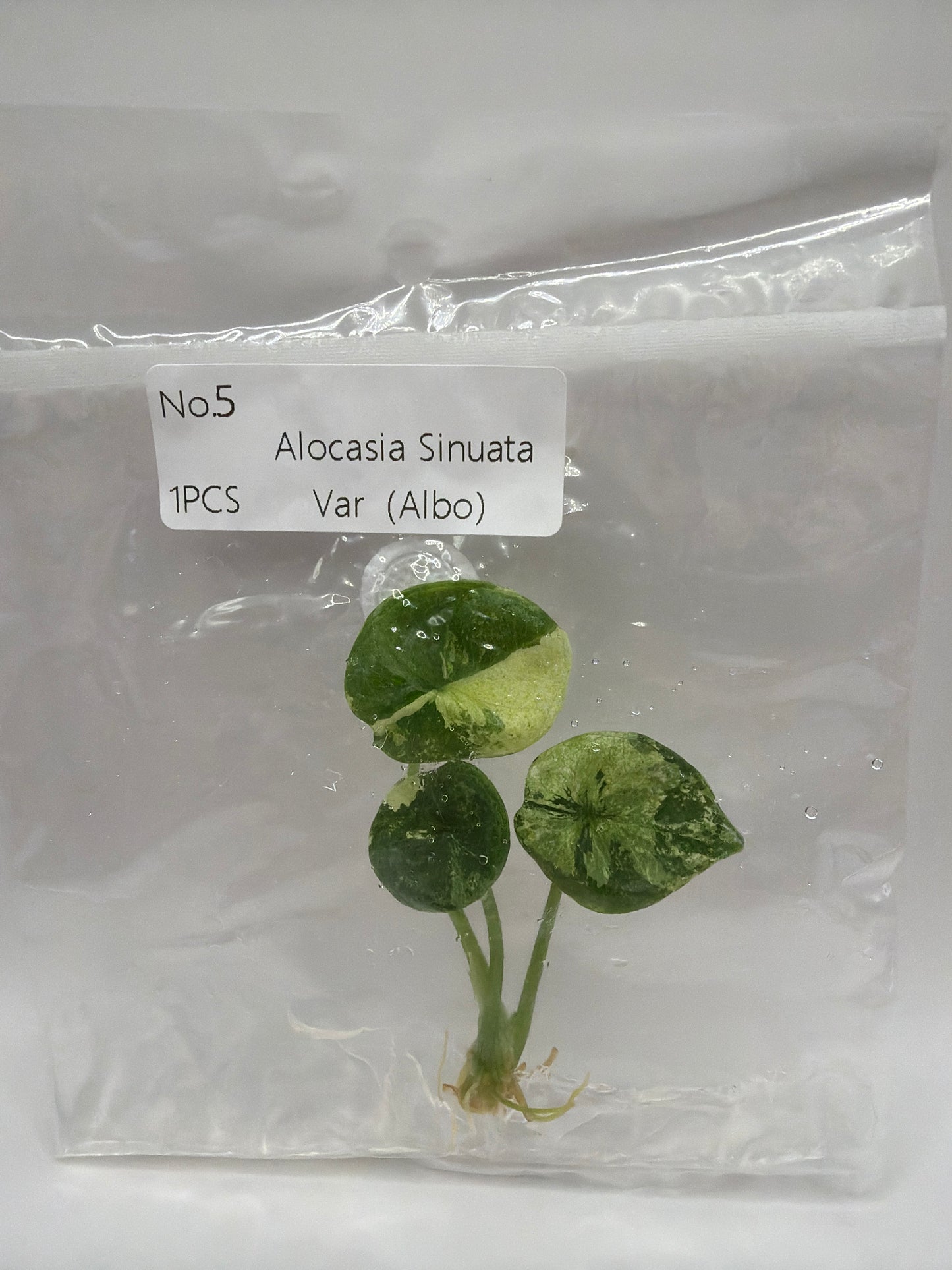 Alocasia Sinuata Albo - TC