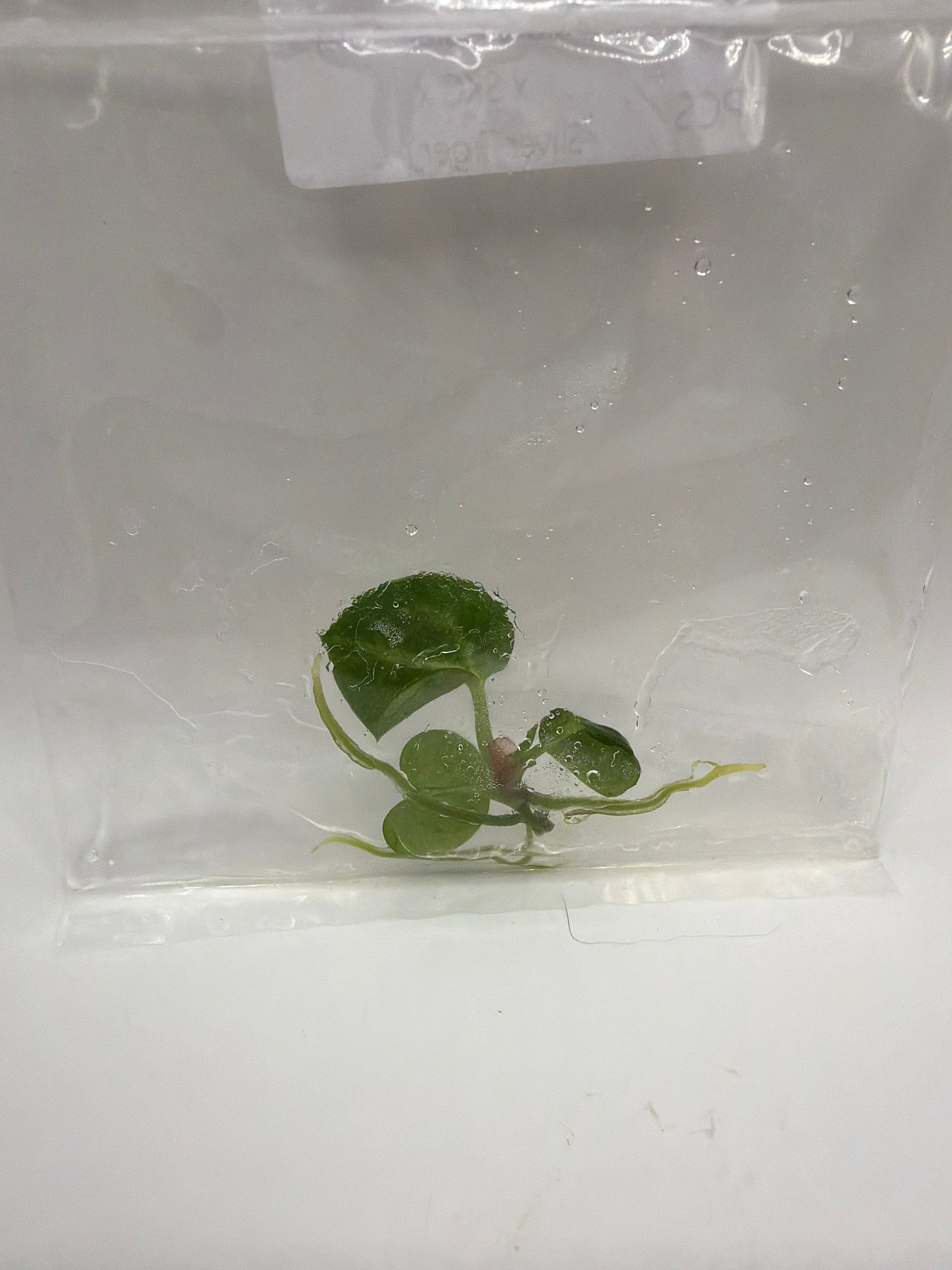 Anthurium Hybrid Red Crystal x (SKG Silver X Red Crystal) – TC