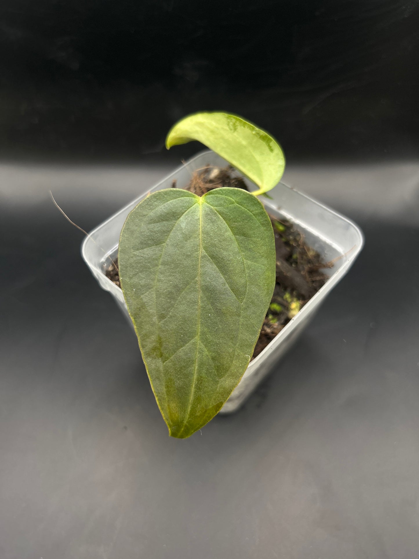 Anthurium Queen of Hearts