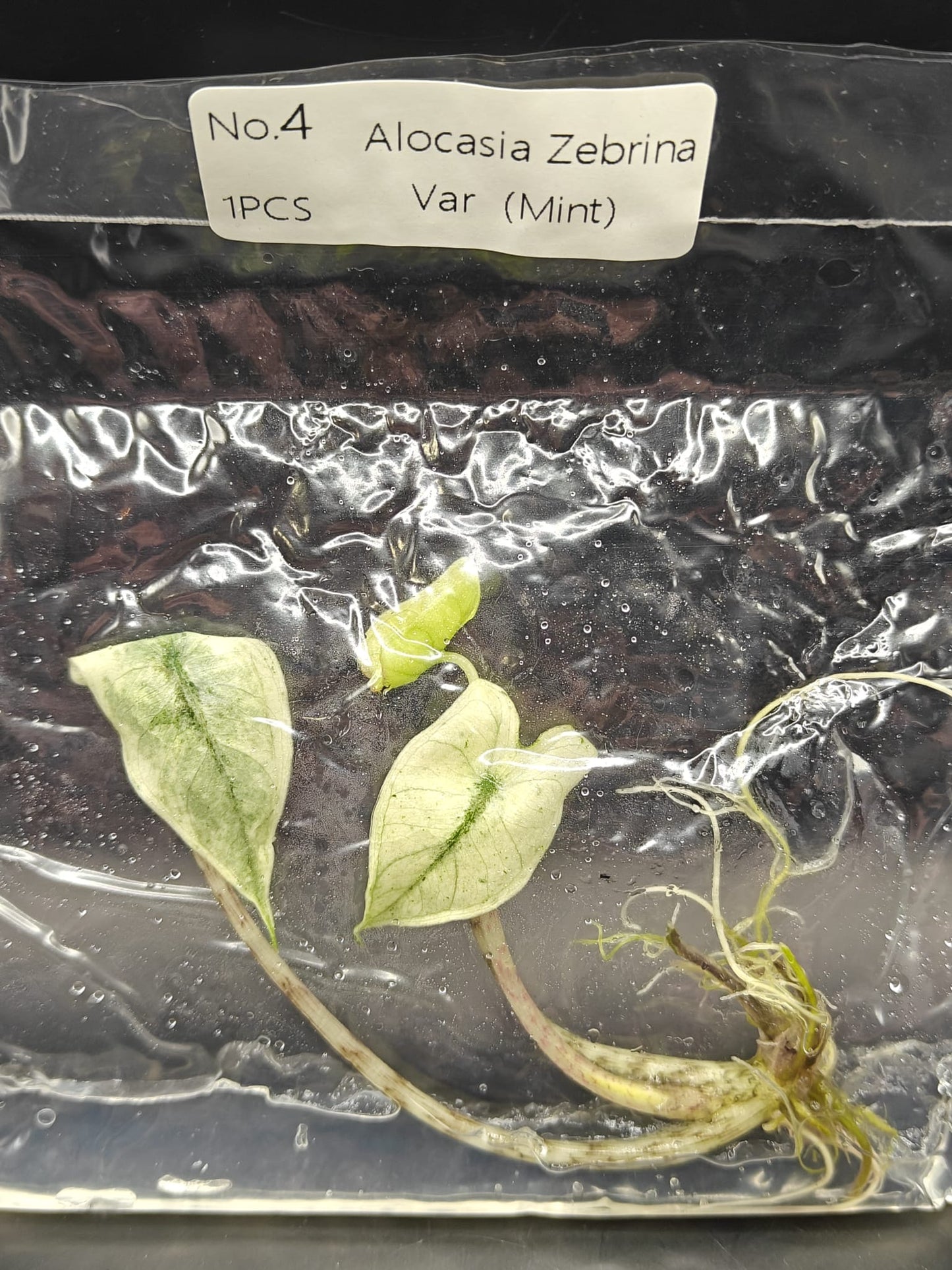 Alocasia Zebrina Mint Variegata - TC