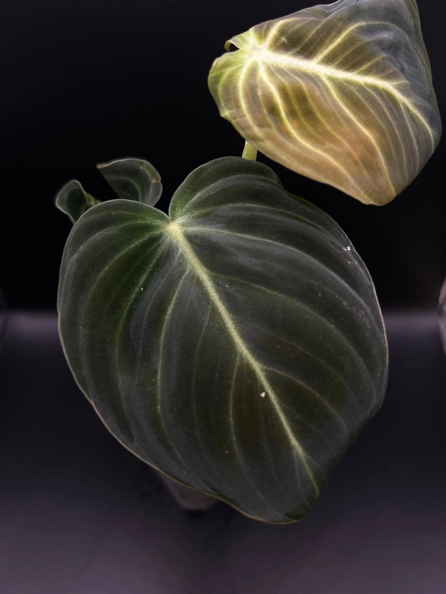 Philodendron Melanochrysum - annikas_plantland