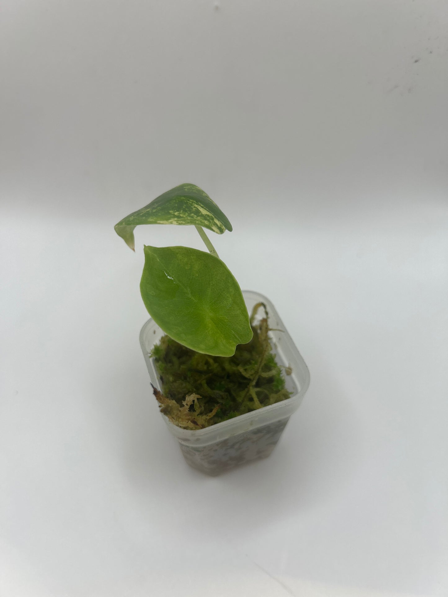 Alocasia Nebula Aurea Variegata
