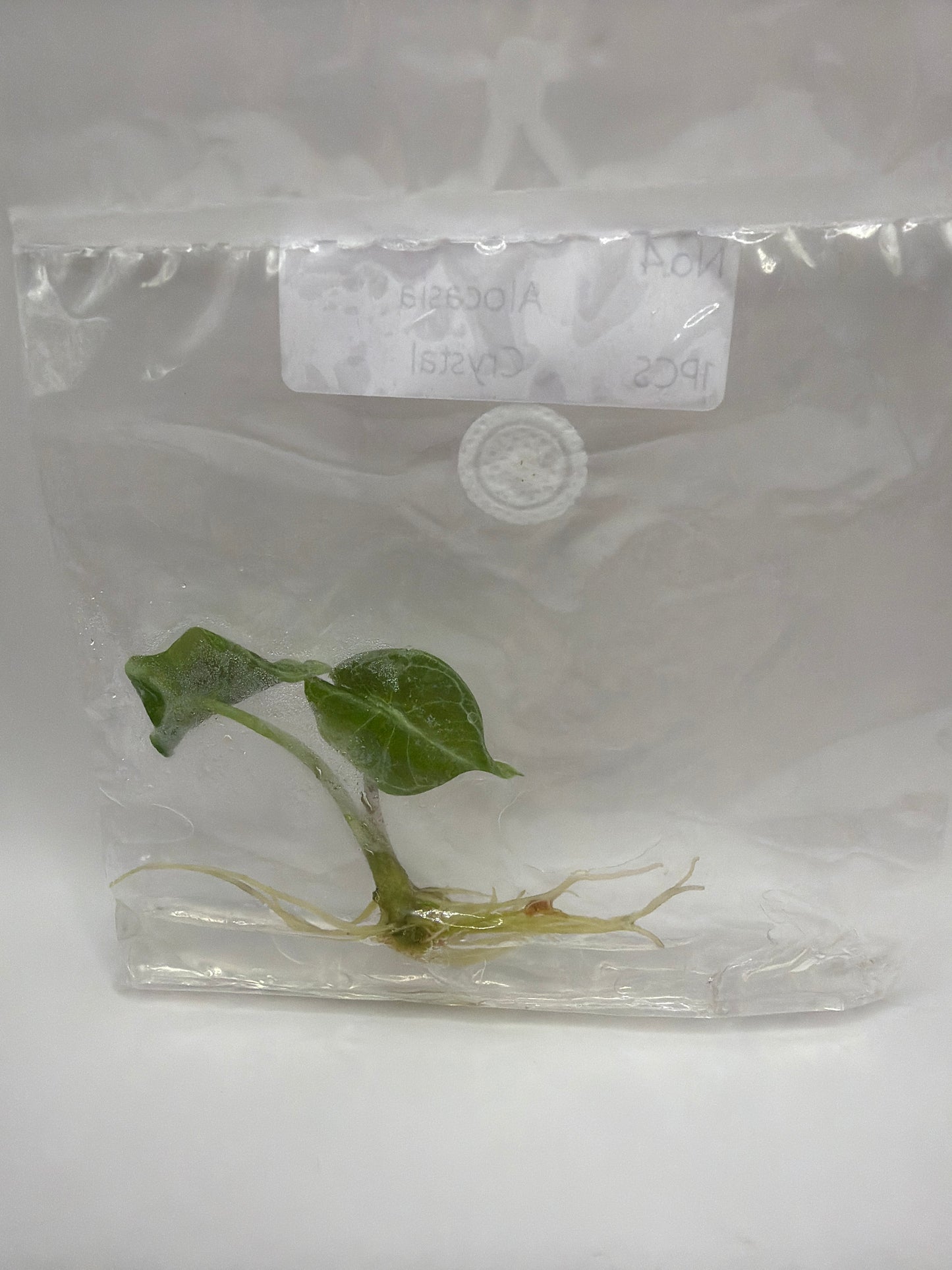 Alocasia Crystal – TC