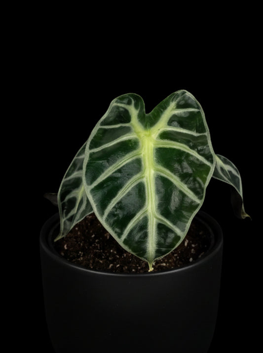 Alocasia Balloon Heart Rhizom