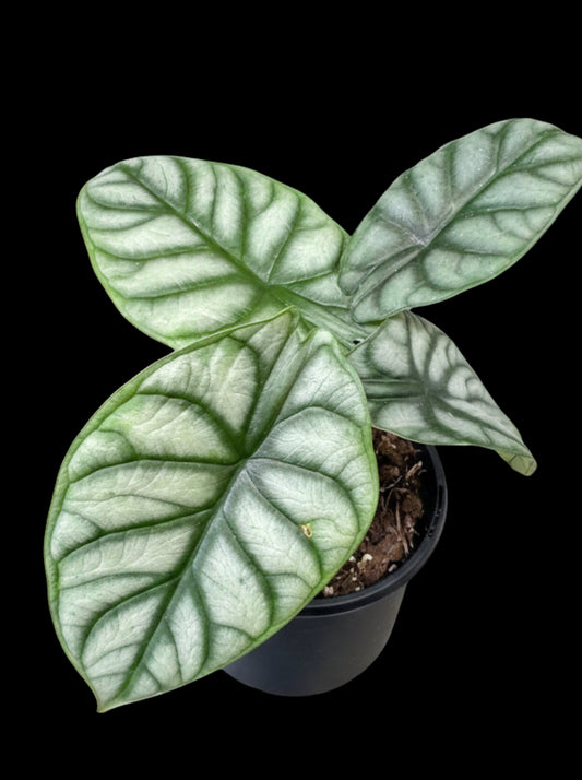 Alocasia Silver Dragon Rhizom