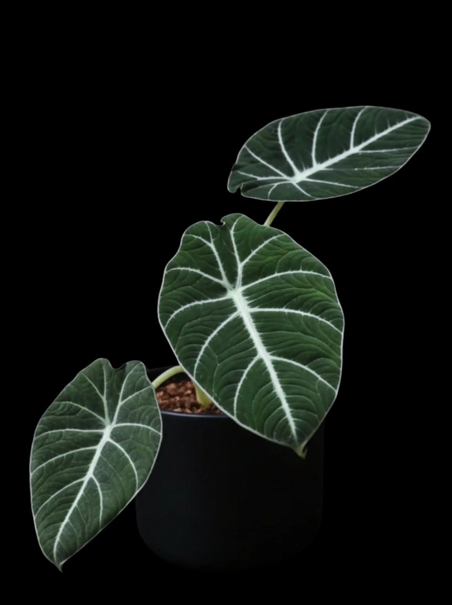 Alocasia Black Velvet Rhizom - annikas_plantland