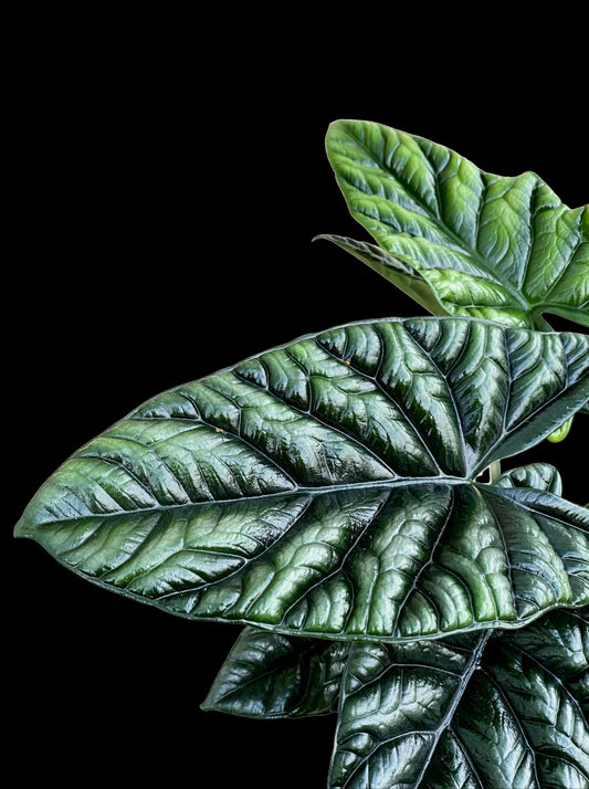 Alocasia Sinuata Rhizom