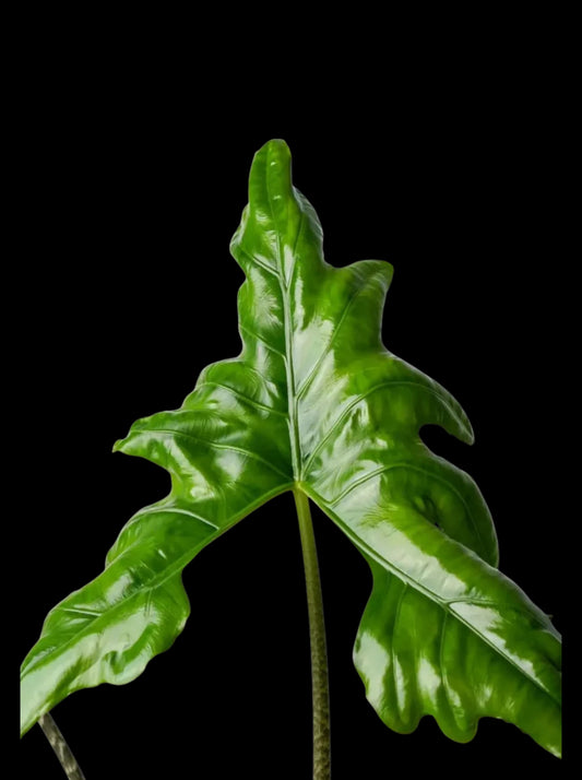 Alocasia Batwing Rhizom