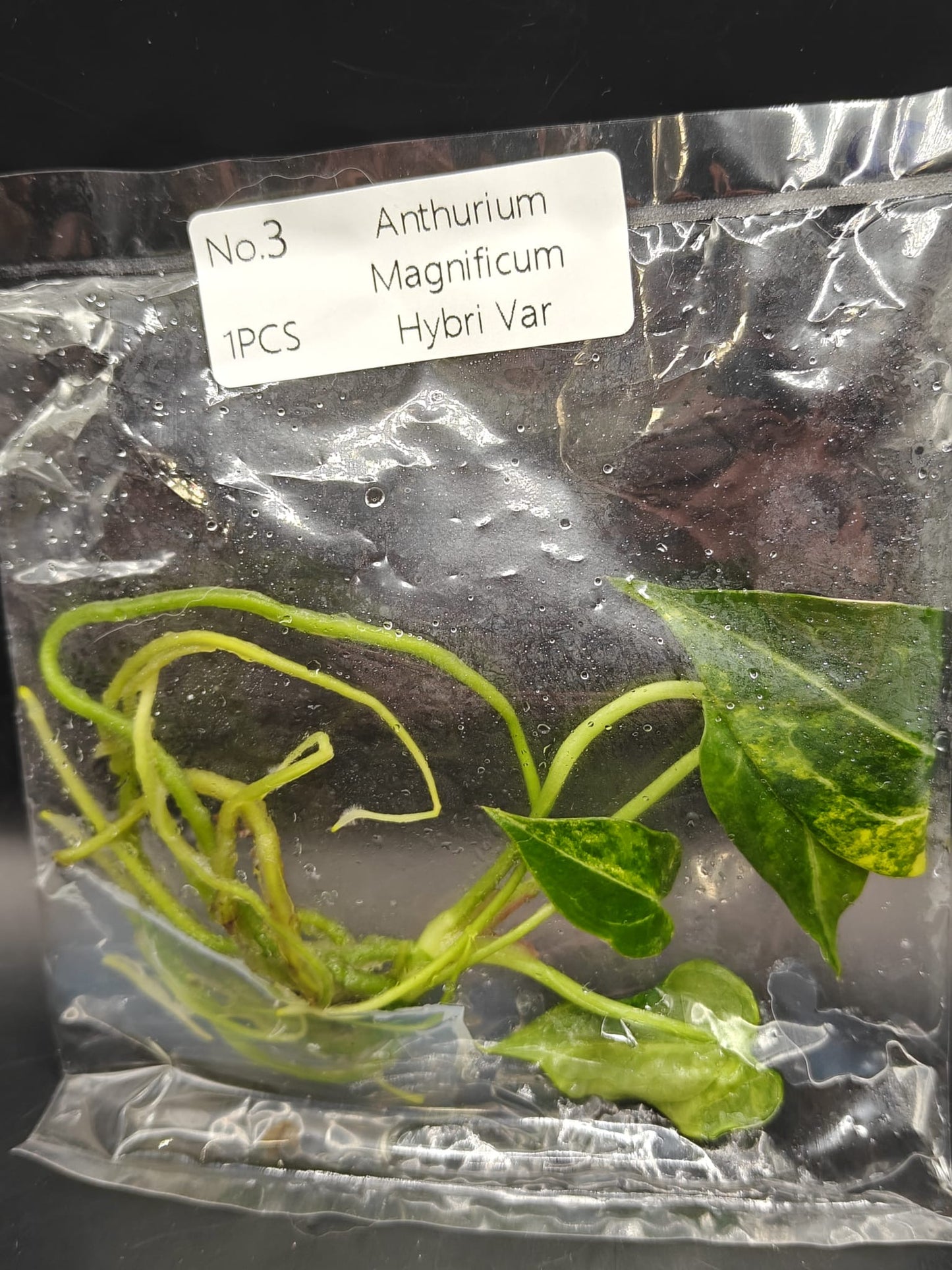 Anthurium Magnificum Hybrid Variegata - TC