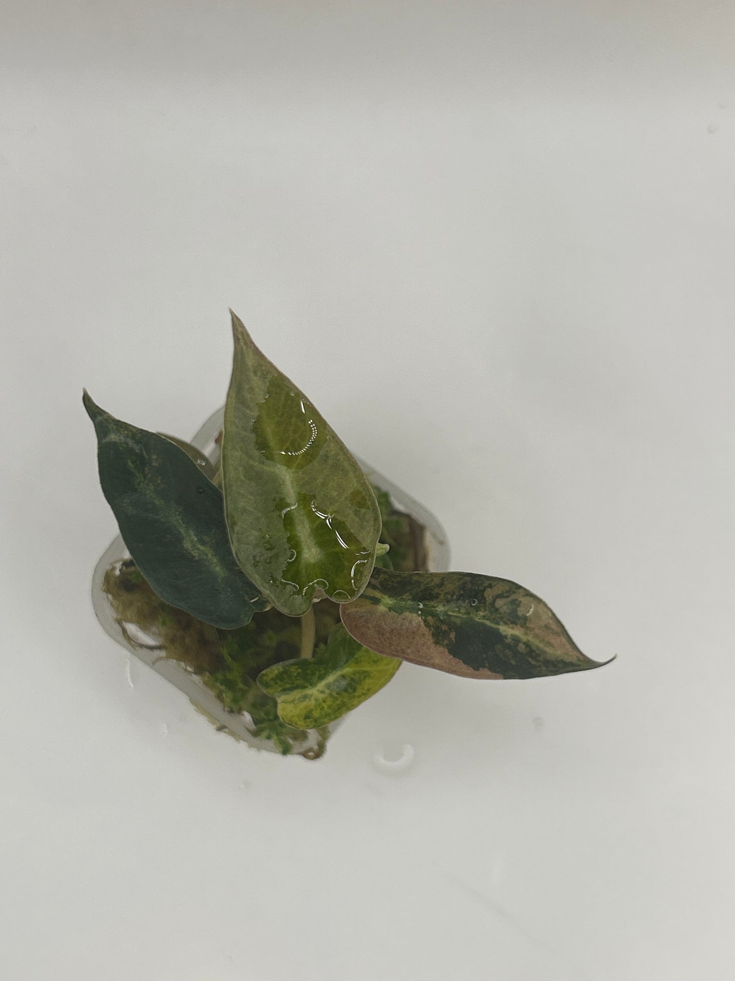 Alocasia Bambino Aurea Variegata