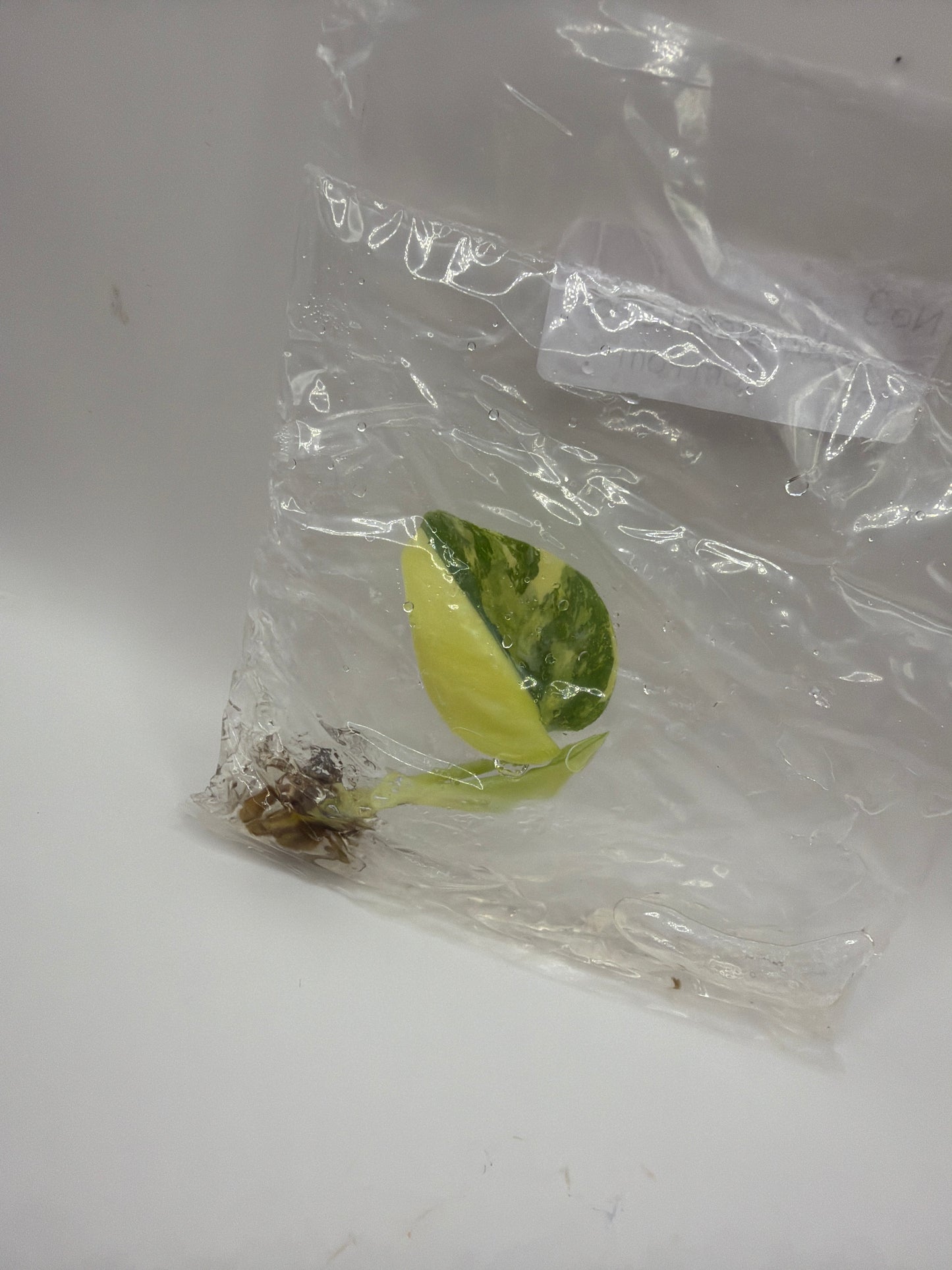 Monstera Lemon Pom Pom TC