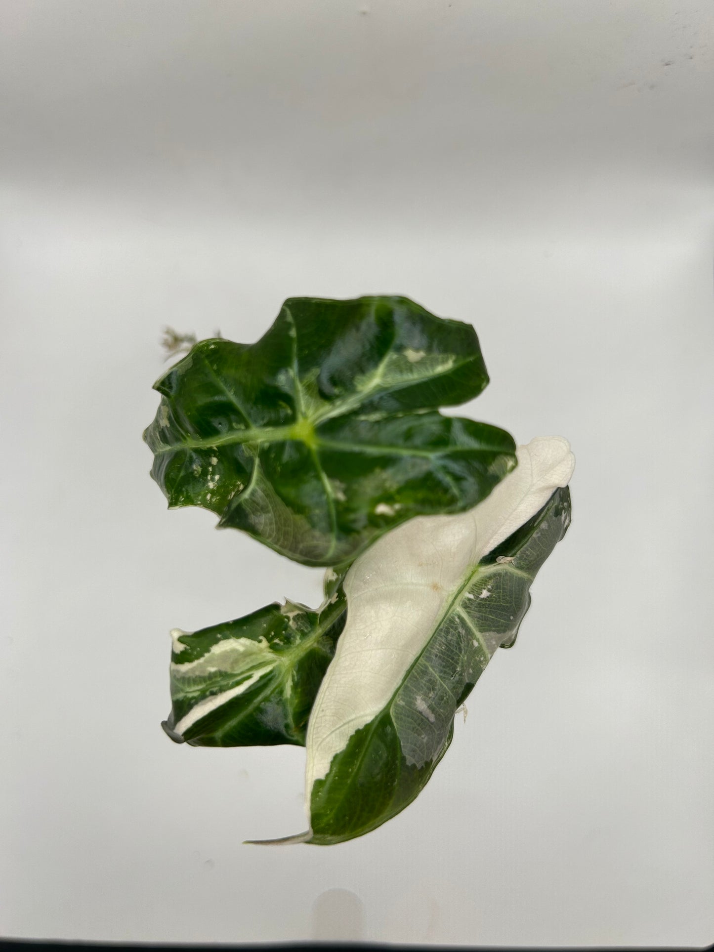 Alocasia Polly Snowflake