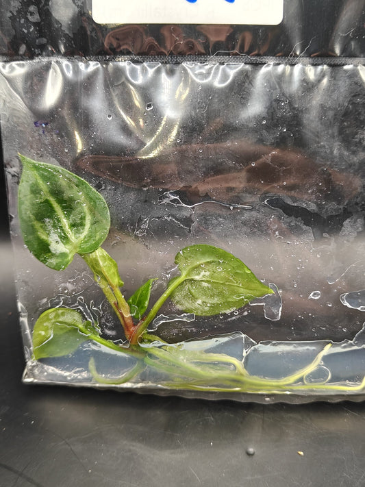 Anthurium Hybrid Ace of Spades Dark x Silver Blush x Red Crystallinum x Ace of Spades Dark x Red Crystallinum - TC