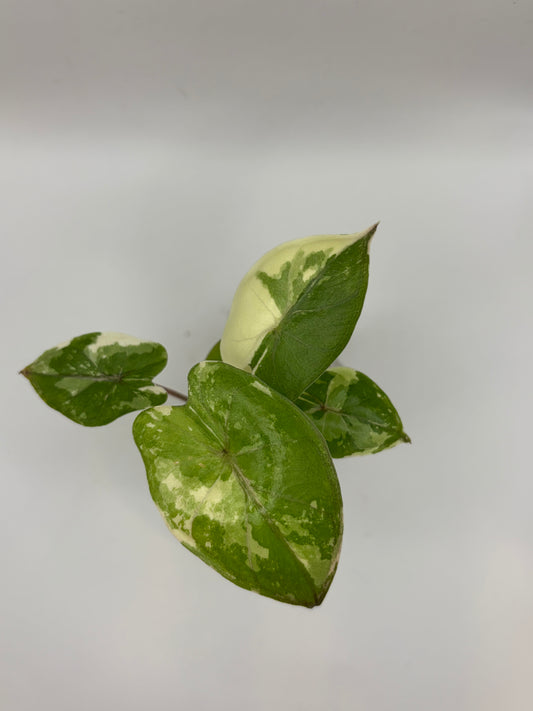 Alocasia Yucatan Princess Variegata