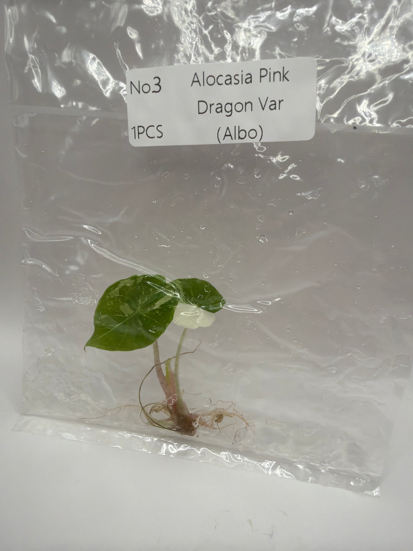 Alocasia Pink Dragon Albo - TC