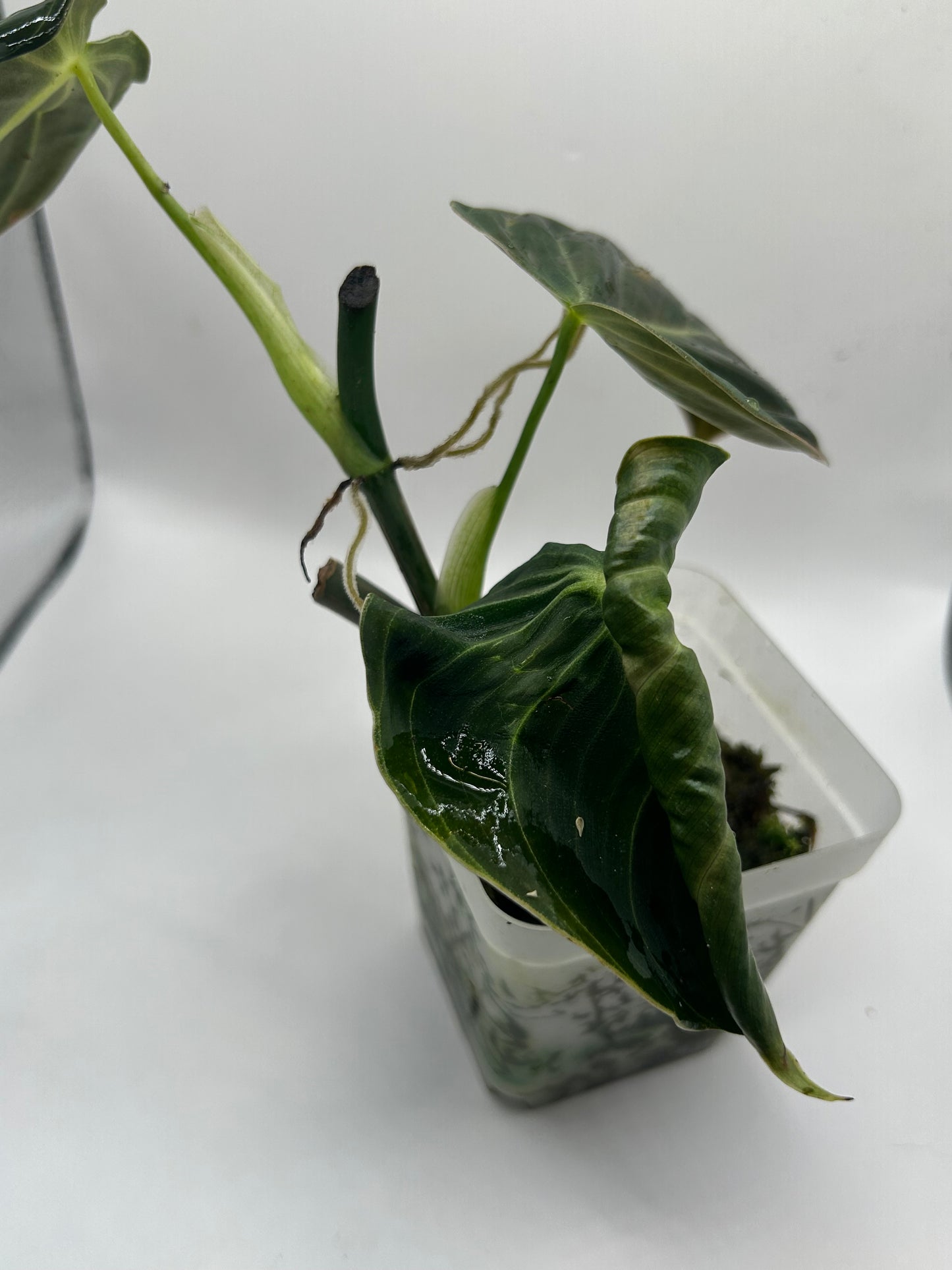 Philodendron Melanochrysum