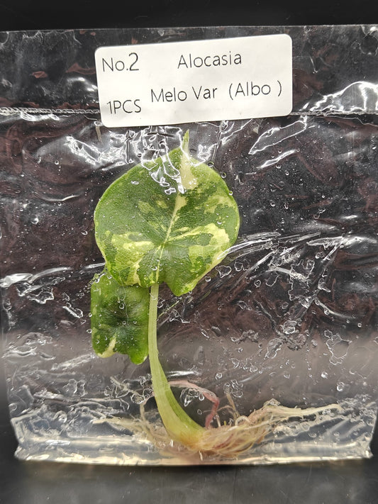Alocasia Melo Albo Variegata - TC