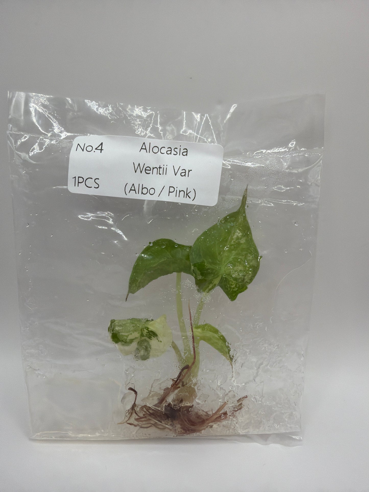 Alocasia Wentii Albo Pink Variegata - TC