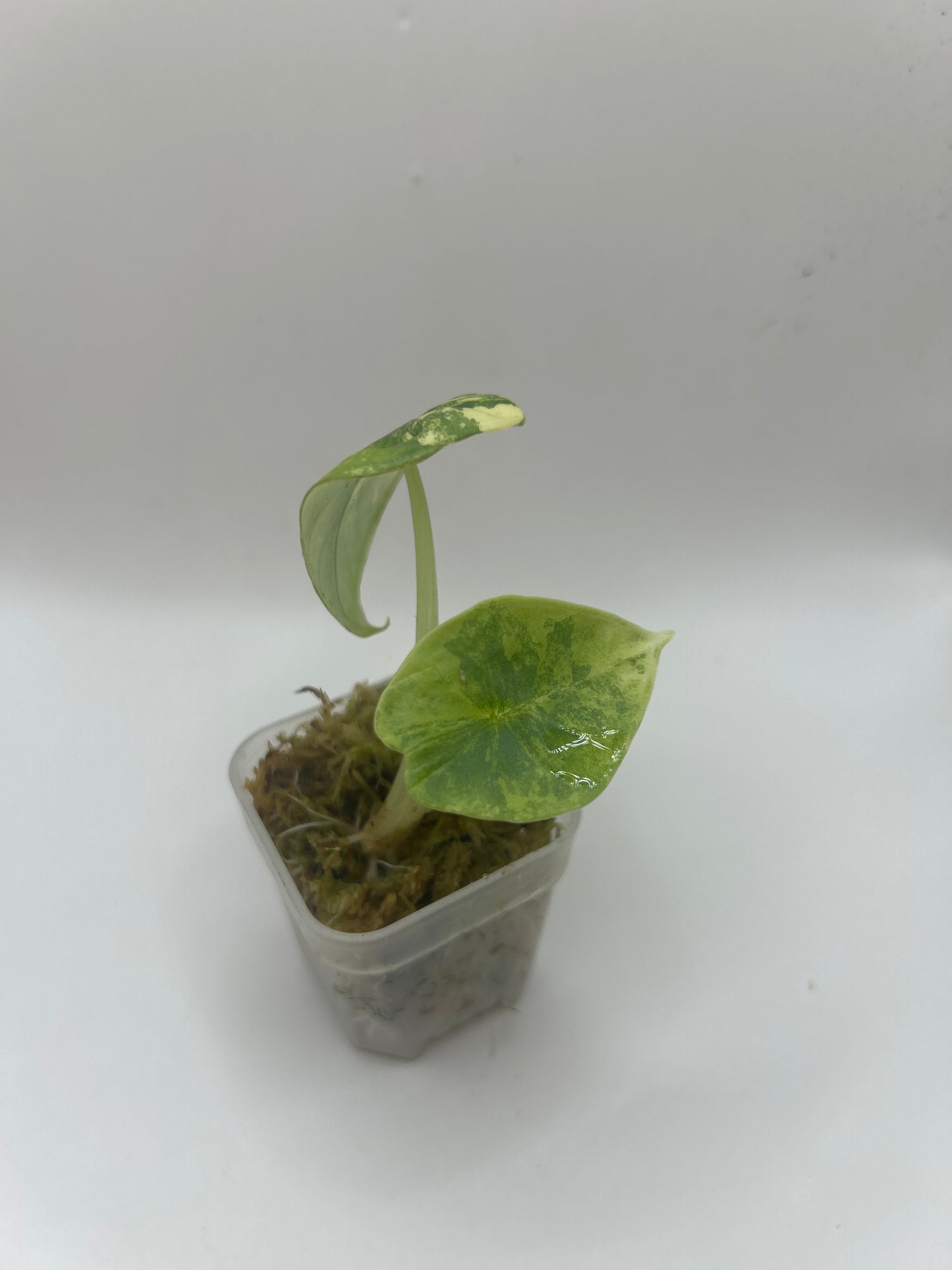 Alocasia Nebula Aurea Variegata