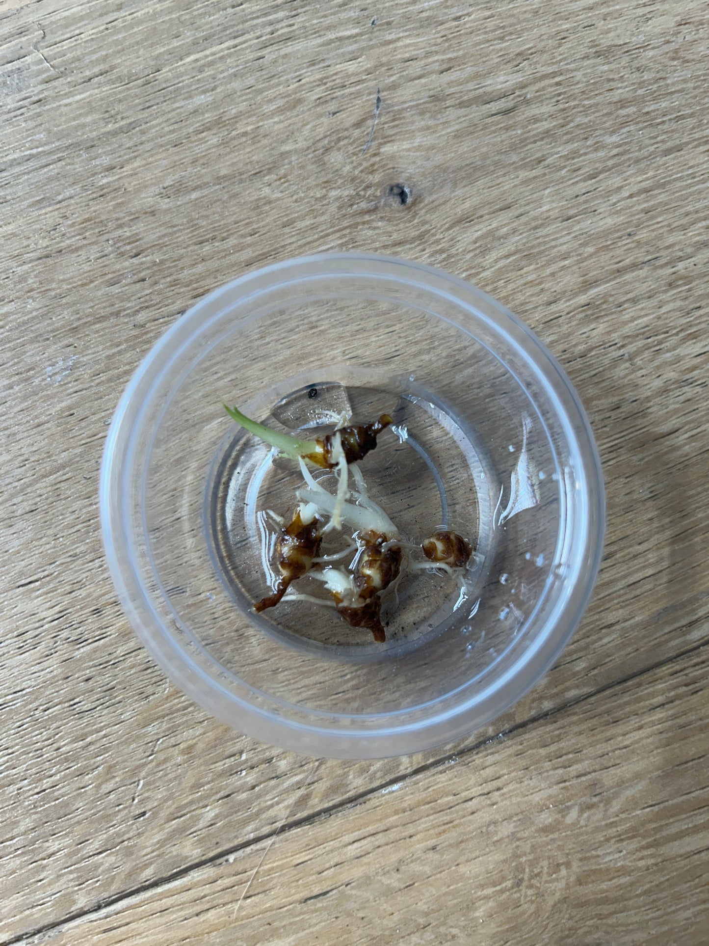 Alocasia Green Bambino Variegata Rhizom