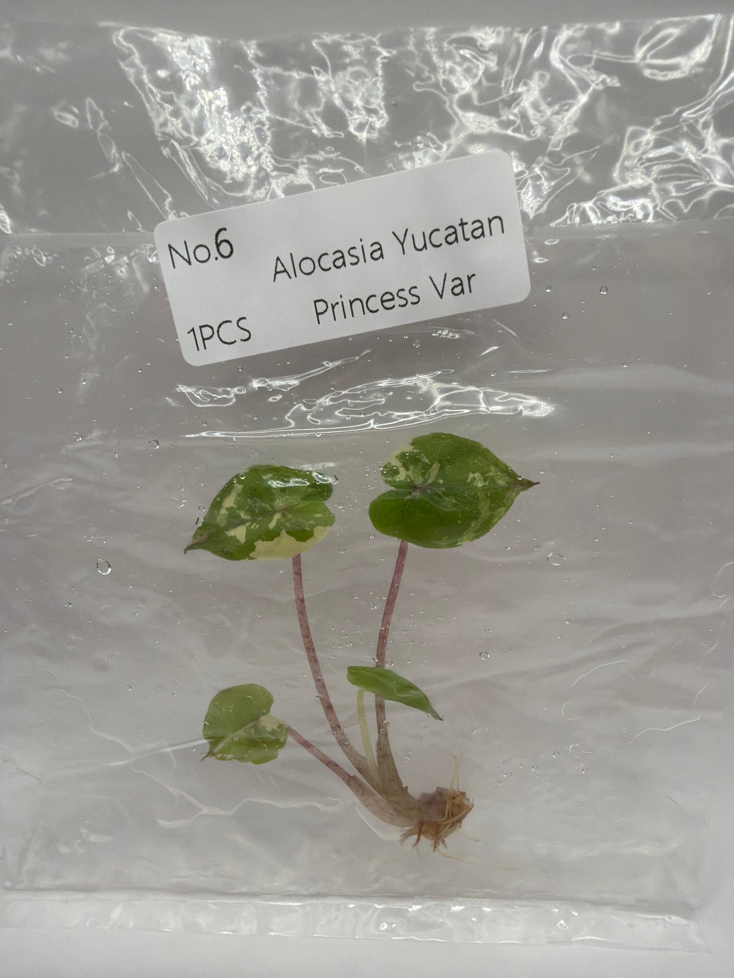Alocasia Yucatan Princess Var – TC