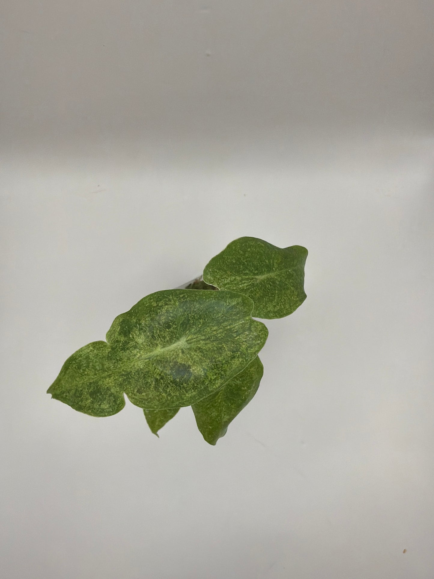 Alocasia Black Satun Stardust Variegata