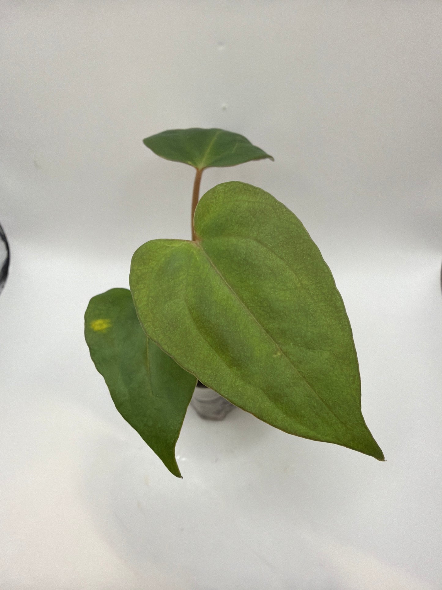 Anthurium Michelle x Papillaminum X1 Seedling