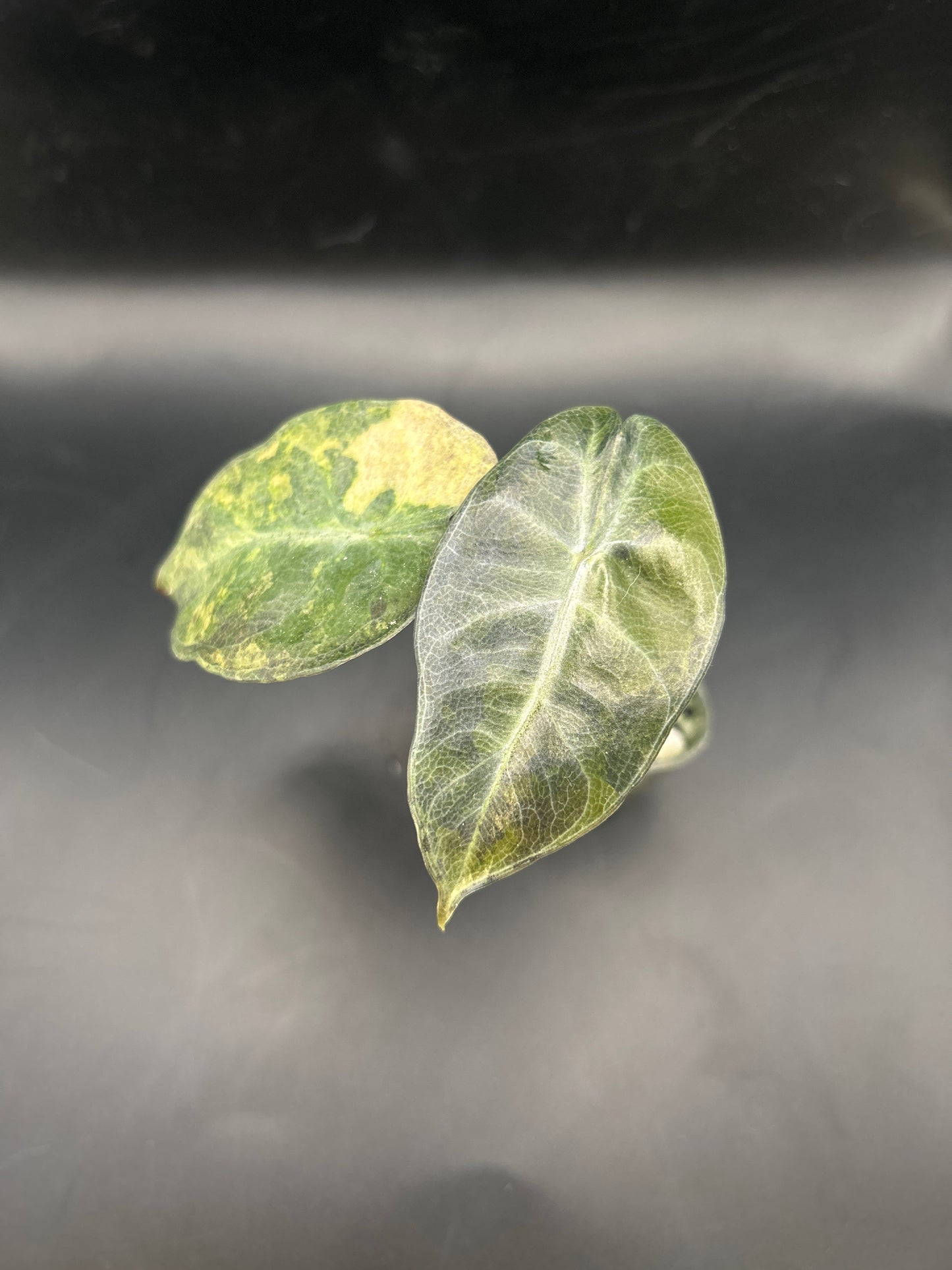 Alocasia Pink Dragon Aurea Variegata