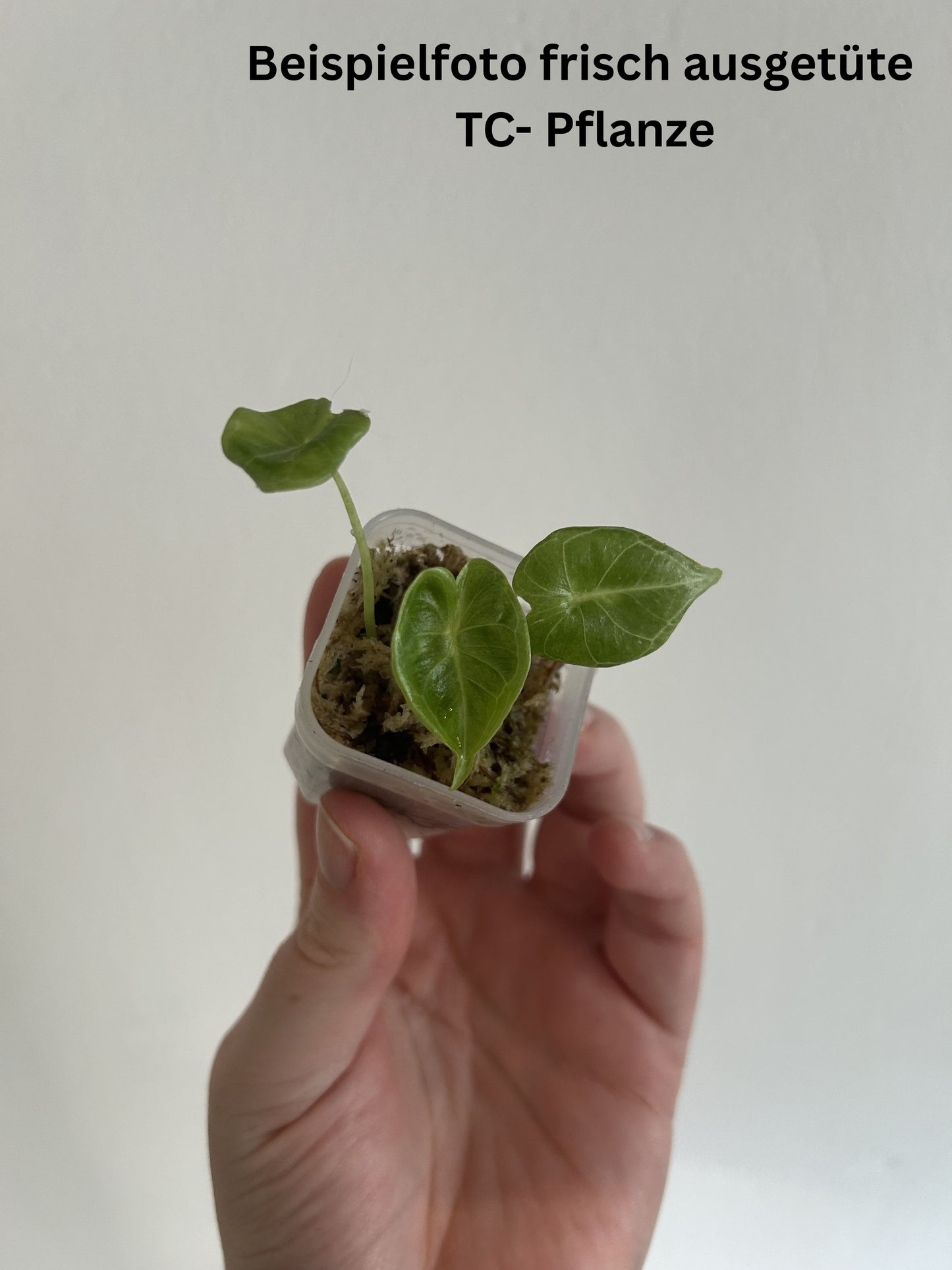 Alocasia Crystal – TC