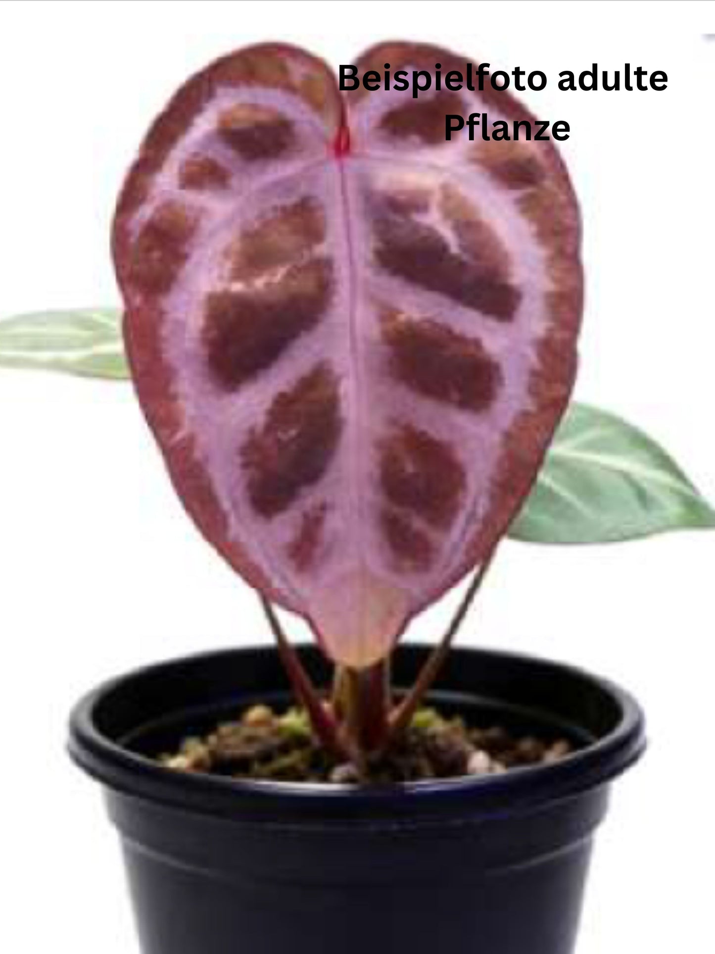 Anthurium Hybrid Red Crystal x (SKG Silver X Red Crystal) – TC