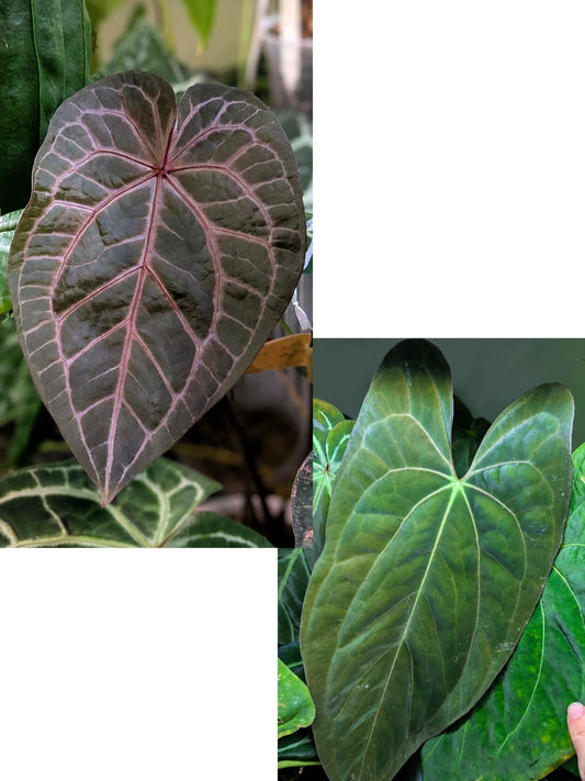 Anthurium Michelle x Papillaminum X1 Seedling