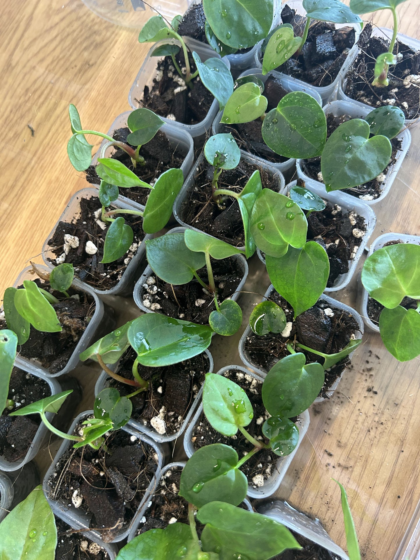Anthurium Michelle x Papillaminum X1 Seedling