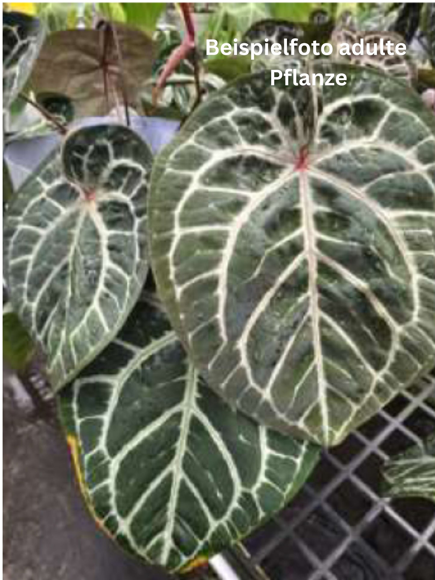 Anthurium Red Crystallinum – TC
