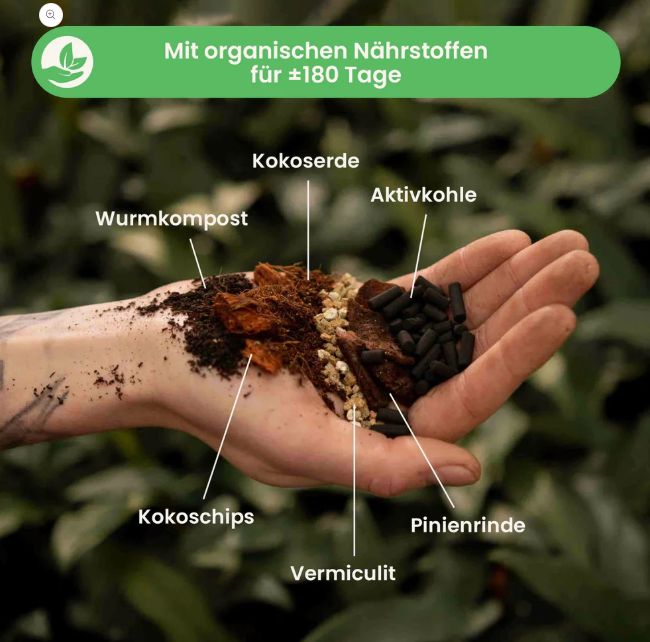 SYBotanica Alocasia Mix annikas_plantland