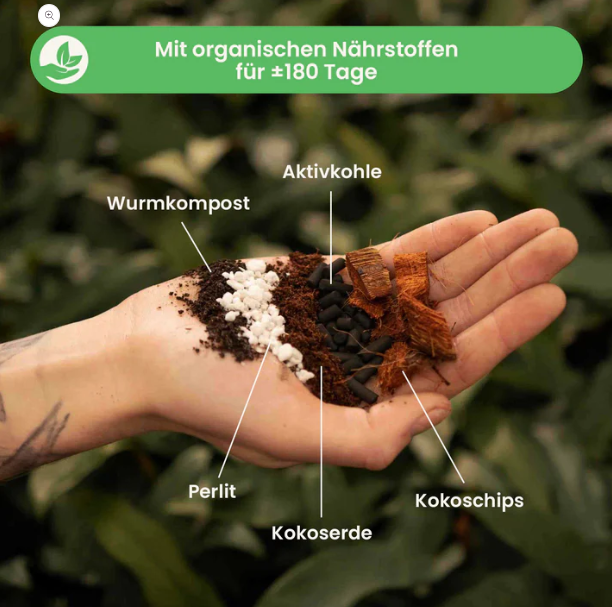 SYBotanica Aroid Mix annikas_plantland