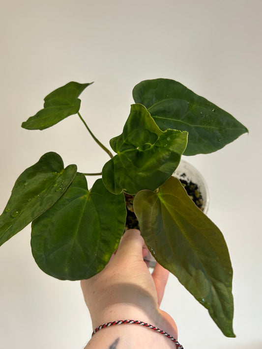 Anthurium Papi Fort Sherman