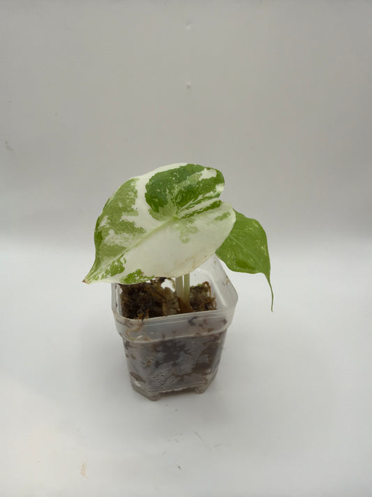 Alocasia Pink Dragon Albo Pink Variegata