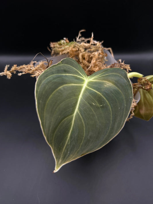 Philodendron Melanochrysum - annikas_plantland