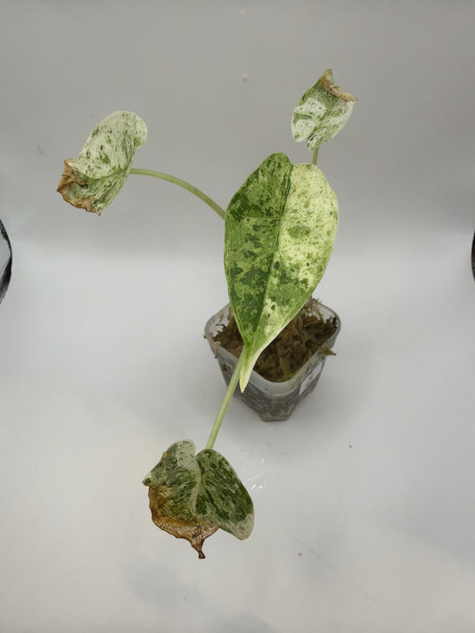 Alocasia Dragon Scale Mint