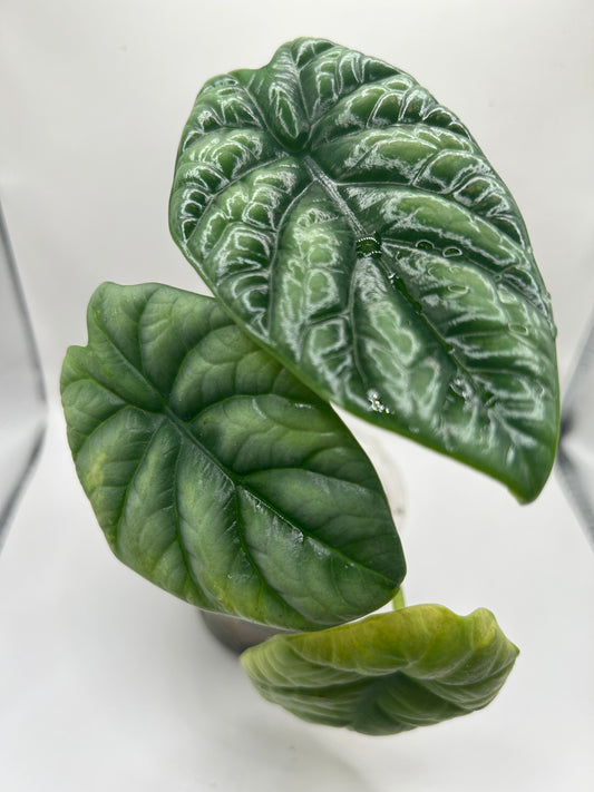 Alocasia Sinuata (Sad)