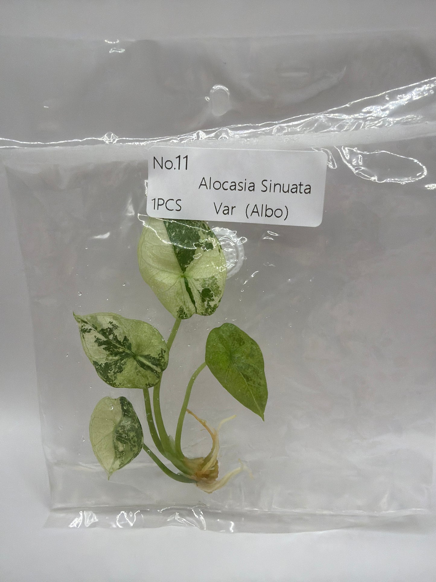 Alocasia Sinuata Albo - TC