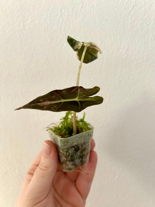 Alocasia Nobilis Pink Variegata
