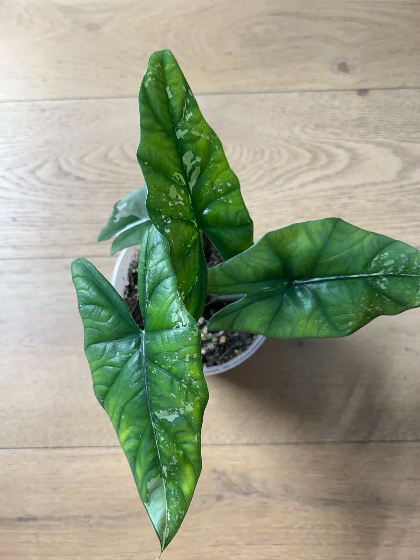 Alocasia Simpo Albo Variegata