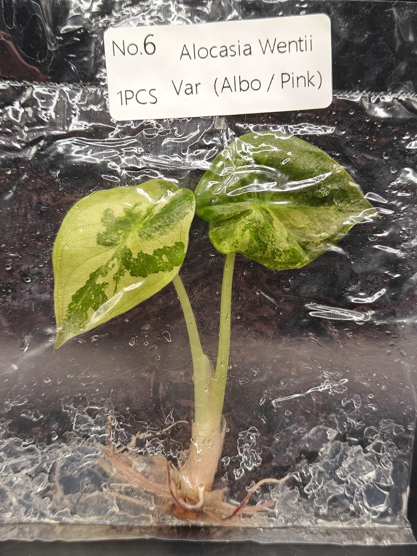 Alocasia Wentii Albo / Pink Variegata - TC