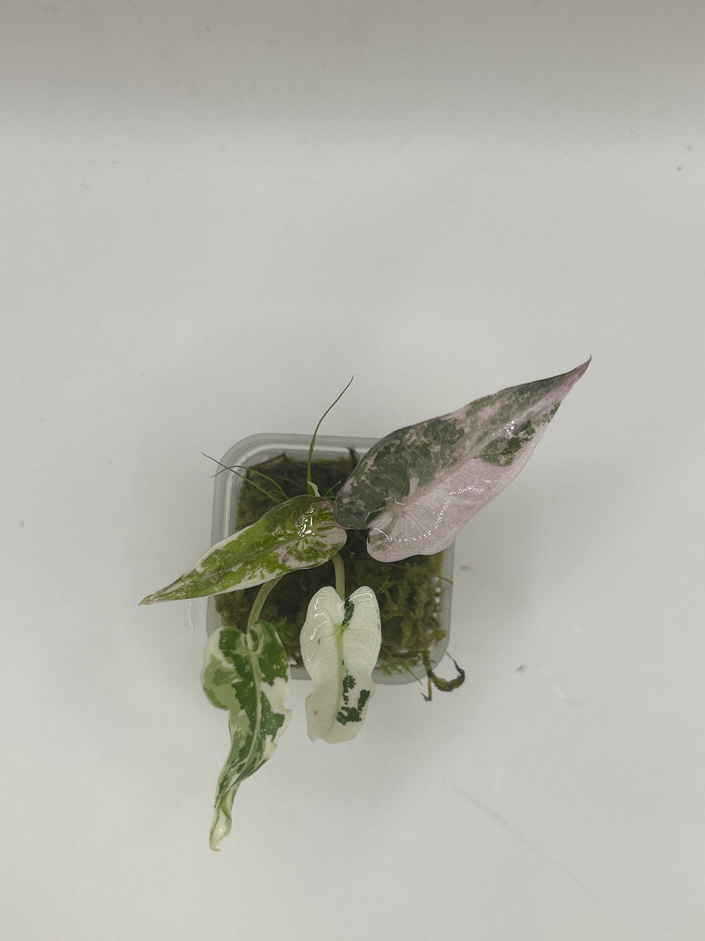 Alocasia Bambino Pink Variegata