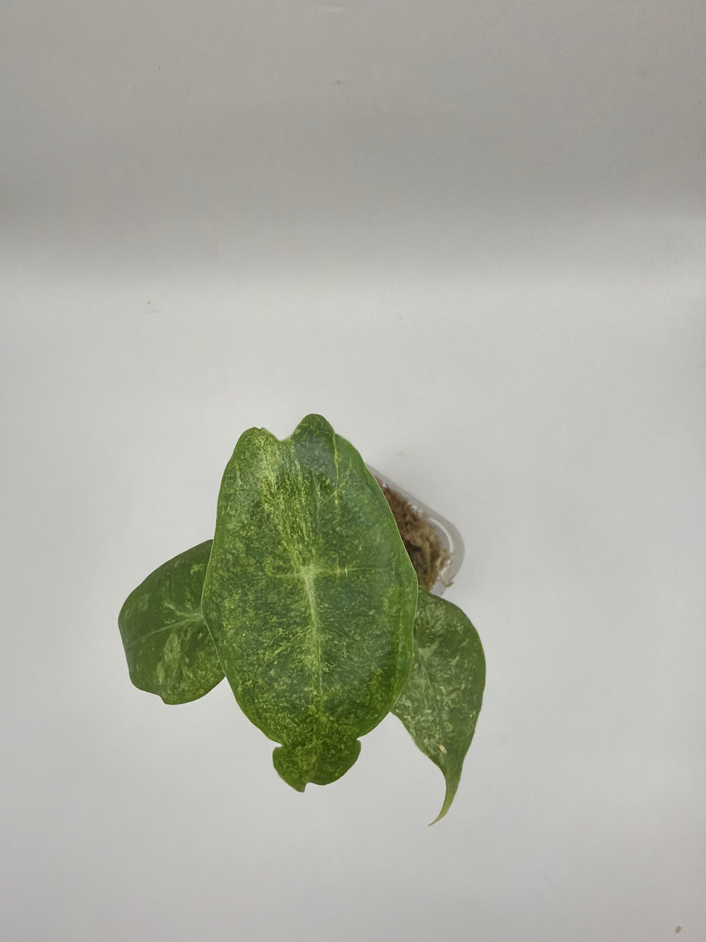Alocasia Black Satun Stardust Variegata