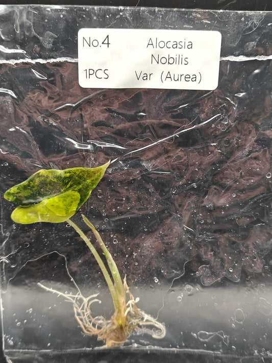 Alocasia Nobilis Aurea Variegata - TC