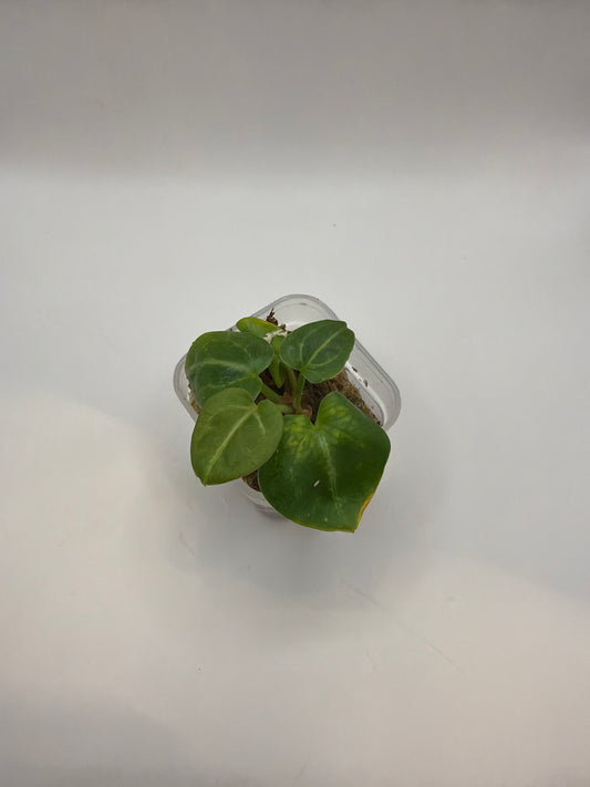Anthurium Red Crystal x (SKG Silver X Red Crystal)