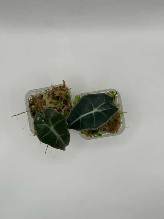 Alocasia Polly Mint Pink (vergrünt)